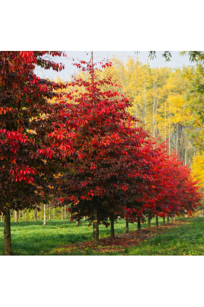 Парротія Белла в ландшафті